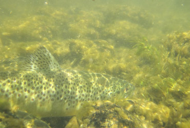 Wild Adventure Brown Trout