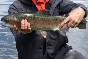 Wild Adventure Guided Fly Fishing photo